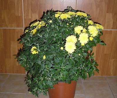 Chryzanthema