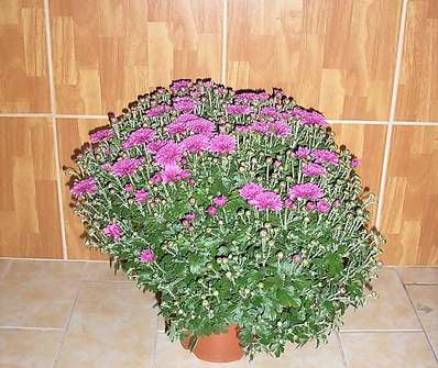 Chryzanthema