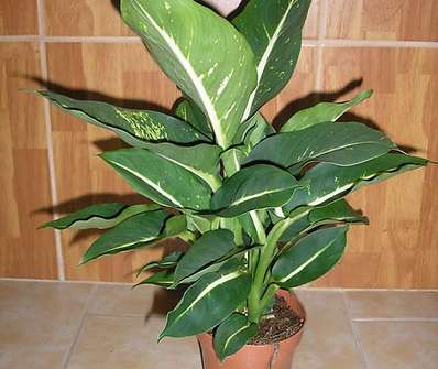 Diffenbachia Green Magic