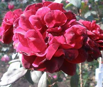 Růže Barcarolla