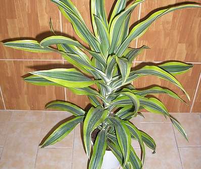 Dracena Lemon Lime