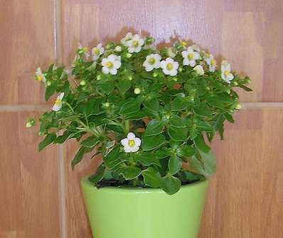 Exacum