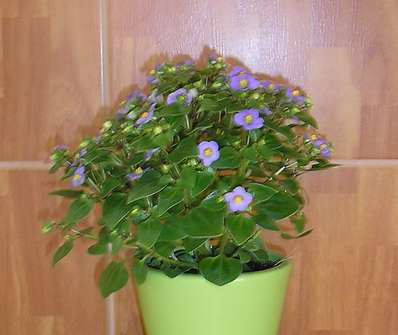 Exacum