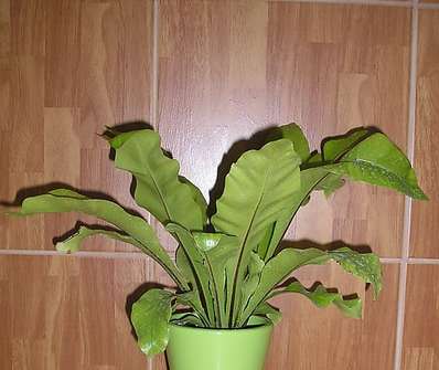 Asplenium nidus