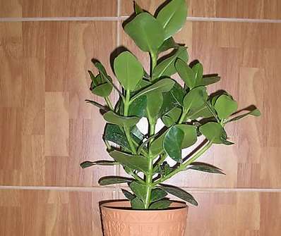Clusea Rosea Priases