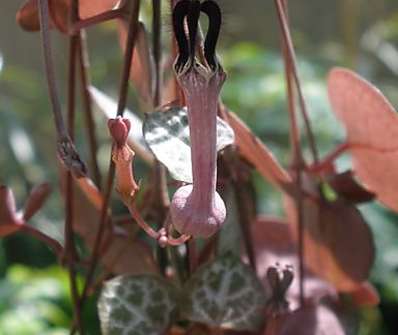 Ceropegia Woodii