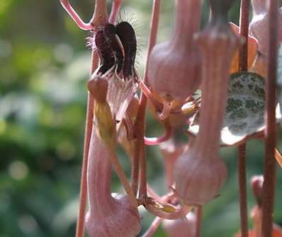 Ceropegia Woodii