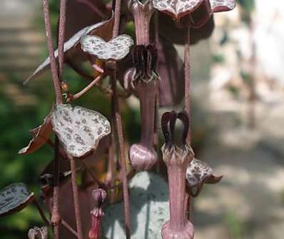 Ceropegia Woodii