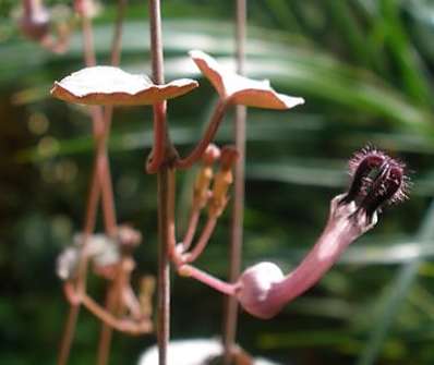 Ceropegia Woodii