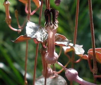 Ceropegia Woodii