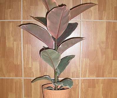 Ficus Belize