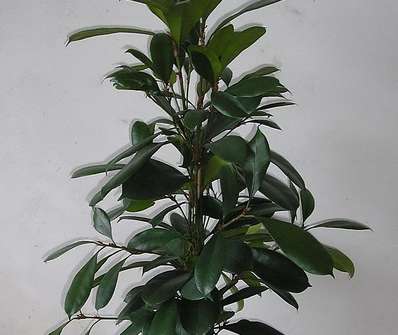 Ficus Cyathistipula