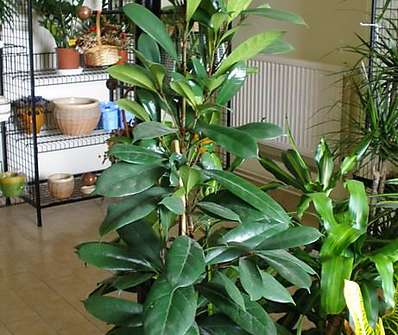 Ficus Cyathistipula