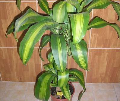 Dracena marginata Decor