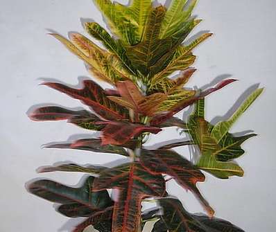 Codiaeum variegatum Excelent
