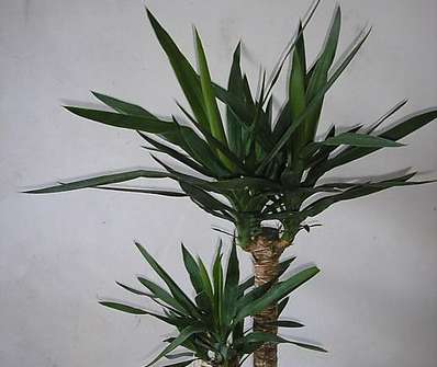 Yucca
