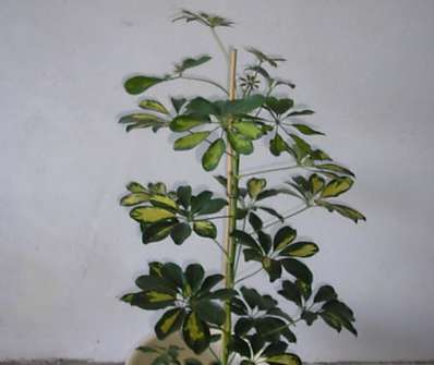 Schefflera