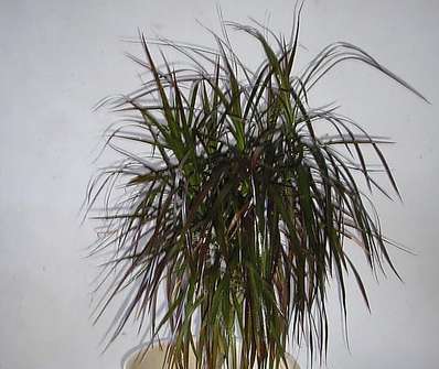 Dracena Twister