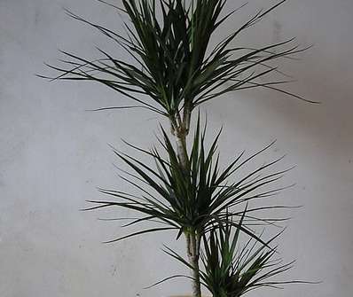 Dracena.