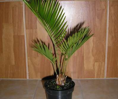 Cycas revoluta