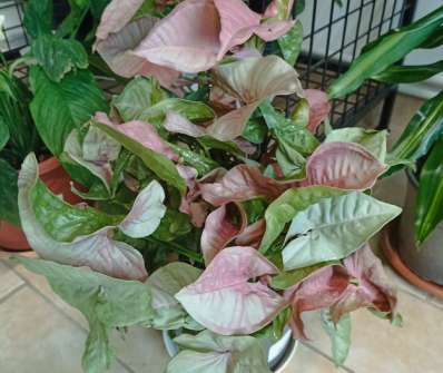 Syngonium Red Heart