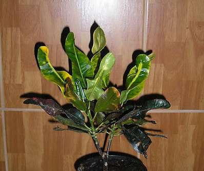 Codiaeum