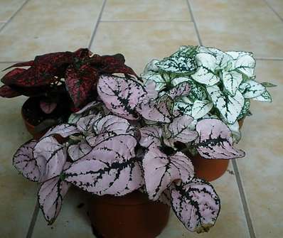 Hypoestes