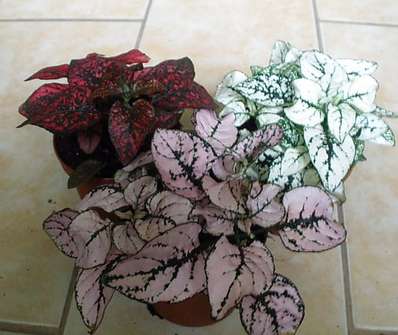 Hypoestes