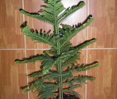 Araucaria