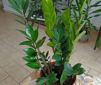 Zamioculcas