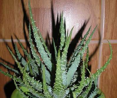 Aloe