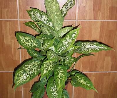 Diffenbachia