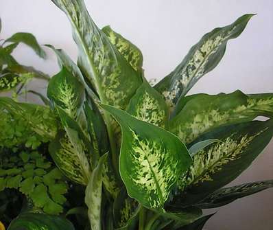 Diffenbachia