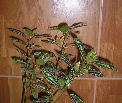 Pilea
