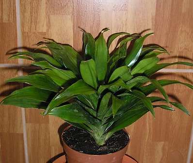 Dracena fragrans Copmacta Groep