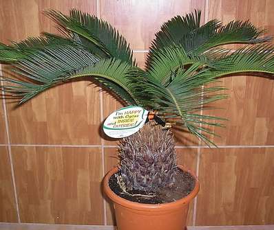 Cycas