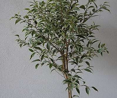 Ficus Twilight