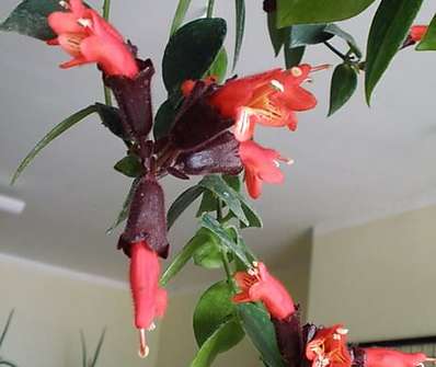 Aeschynanthus