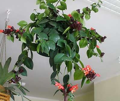 Aeschynanthus