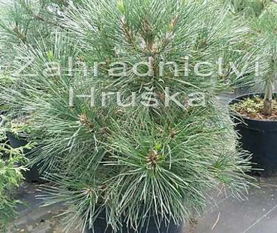 Borovice - Pinus nigra 'Nana Wurstle'.....