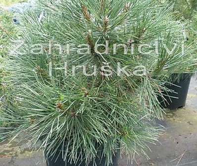 Borovice - Pinus nigra 'Nana Wurstle'.....