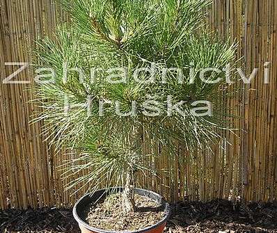 Borovice - Pinus nigra 'Nana Wurstle'.....
