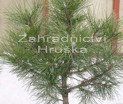 Borovice - Pinus nigra 'Nana Wurstle'.....