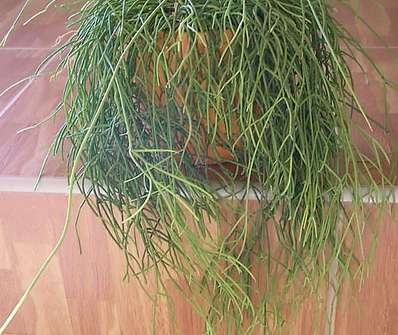 Rhipsalis