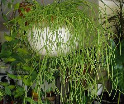 Rhipsalis