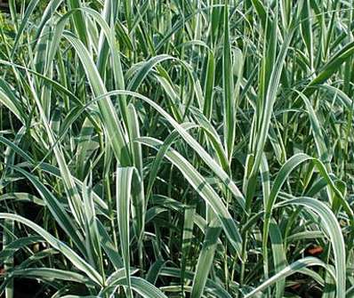 rákos - Arundo donax 'Variegata'