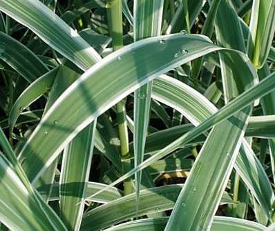 rákos - Arundo donax 'Variegata'