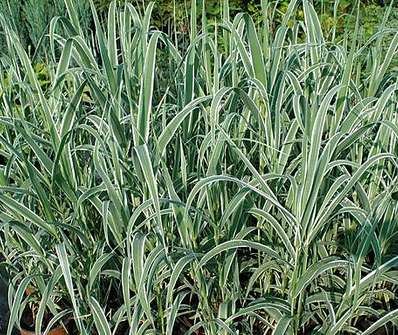 rákos - Arundo donax 'Variegata'