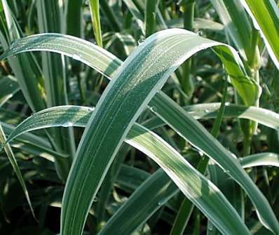 rákos - Arundo donax 'Variegata'