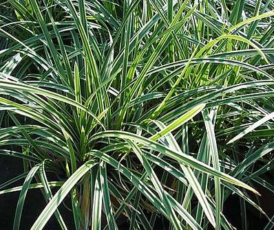 ostřice - Carex morrowii 'Ice Dance'